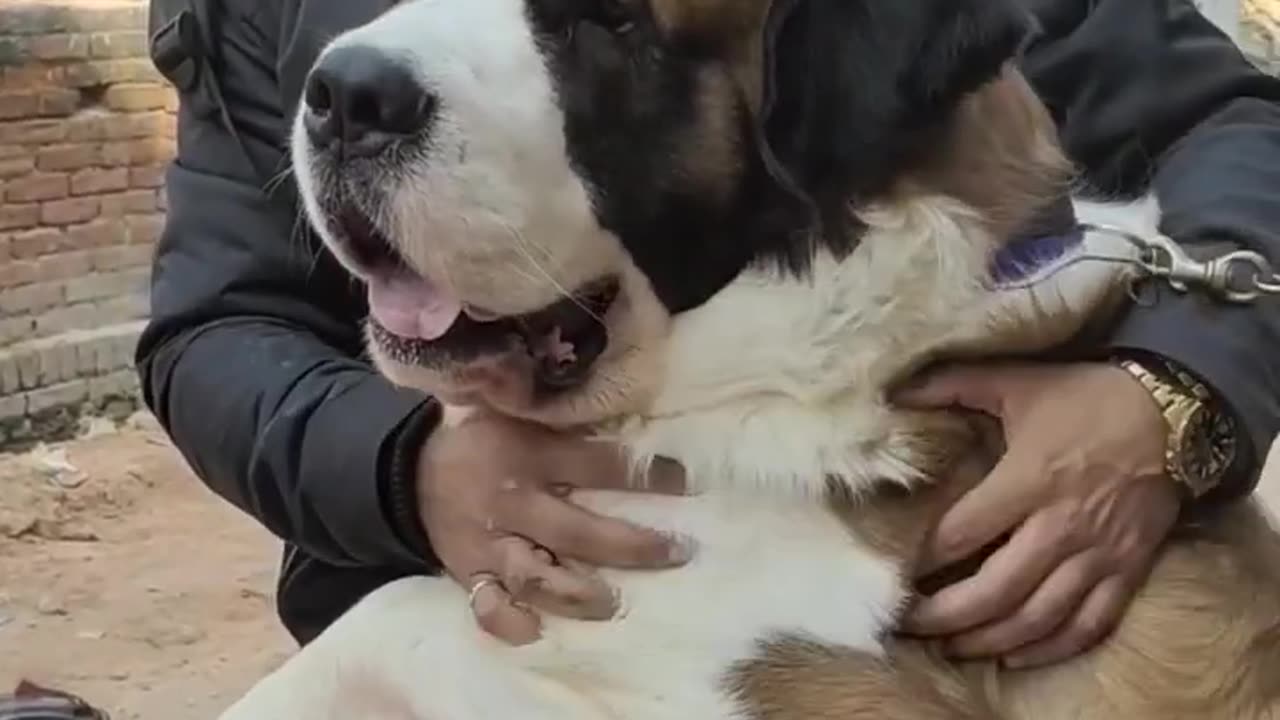 Tyzuu doesn't want Bhai to Go.