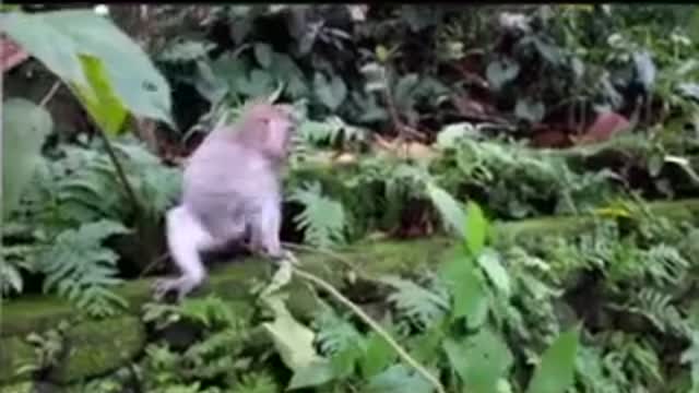 Funny monkeys eat food