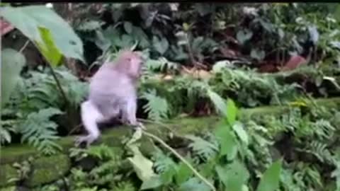 Funny monkeys eat food