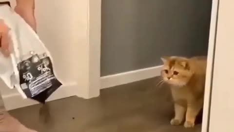 Funny Cat