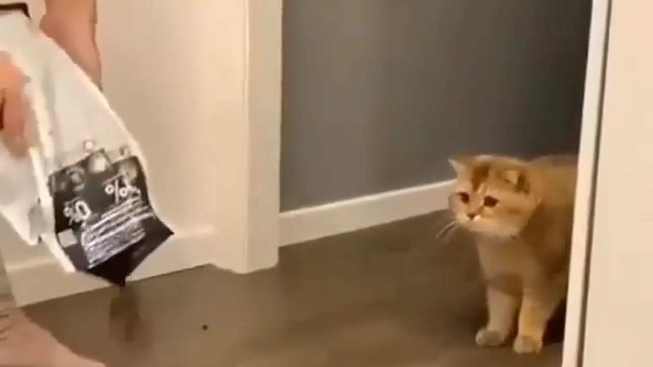 Funny Cat