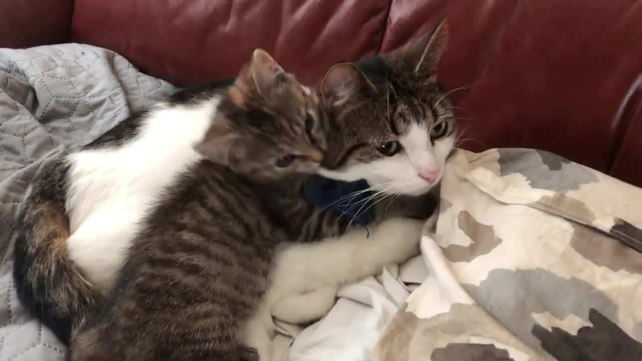 Cat tries to nap but kitten keeps biting his face