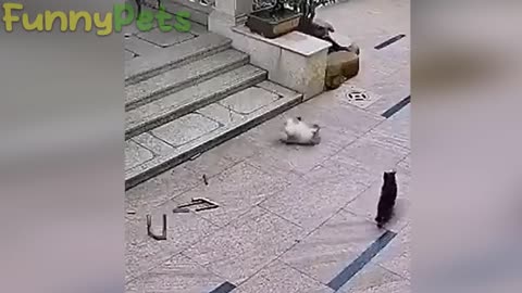 best funniest animal videos 2023 😂 funniest cat