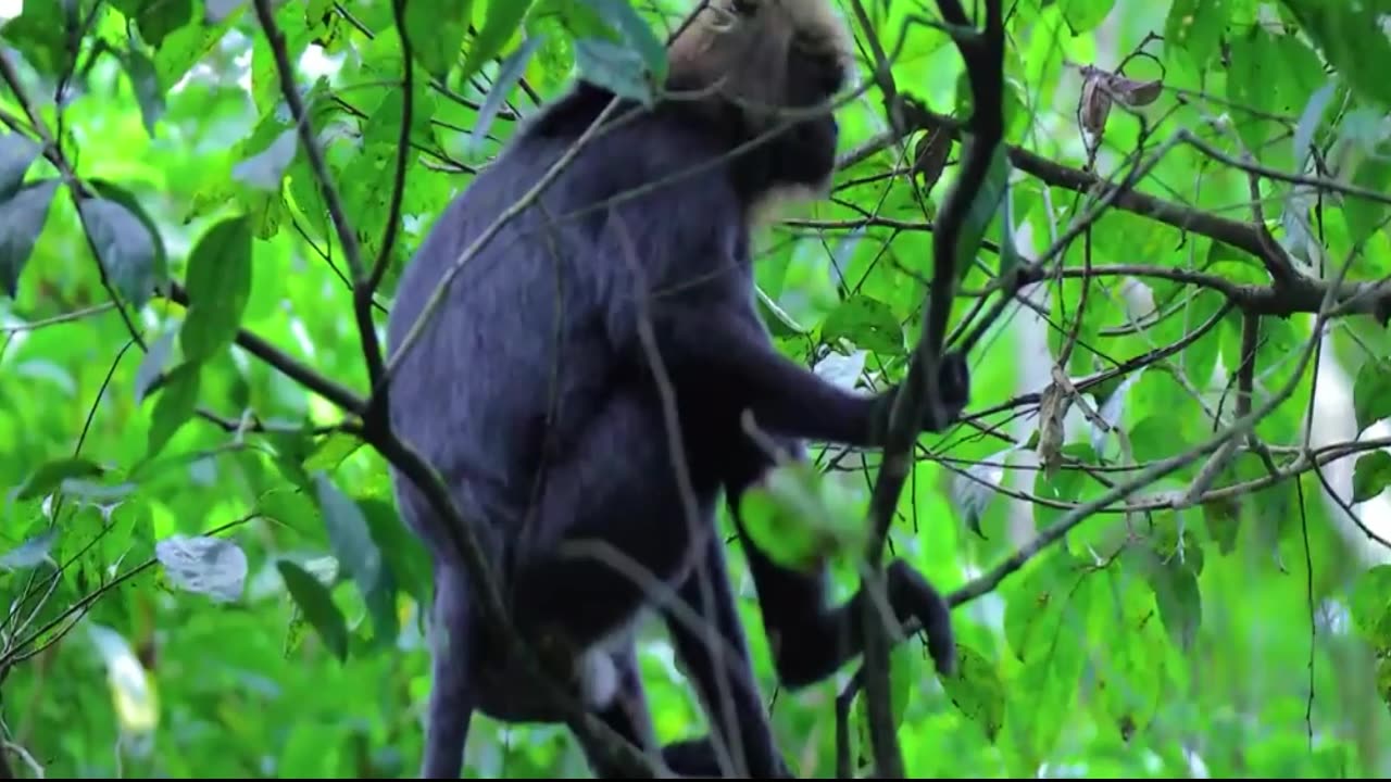 Lion-tailed macaque