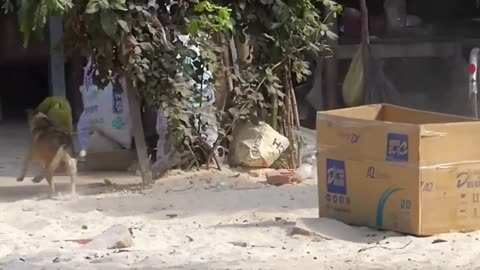 Troll Prank Dog Funny & fake Lion and fake tiger Prank to dog & Huge Box Prank to Dog