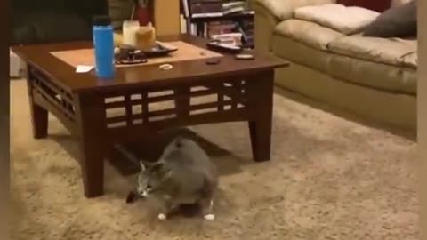 Best Finny animal video