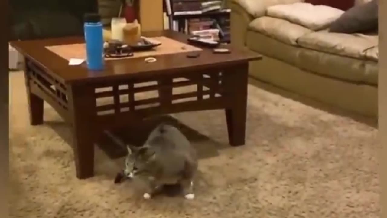 Best Finny animal video
