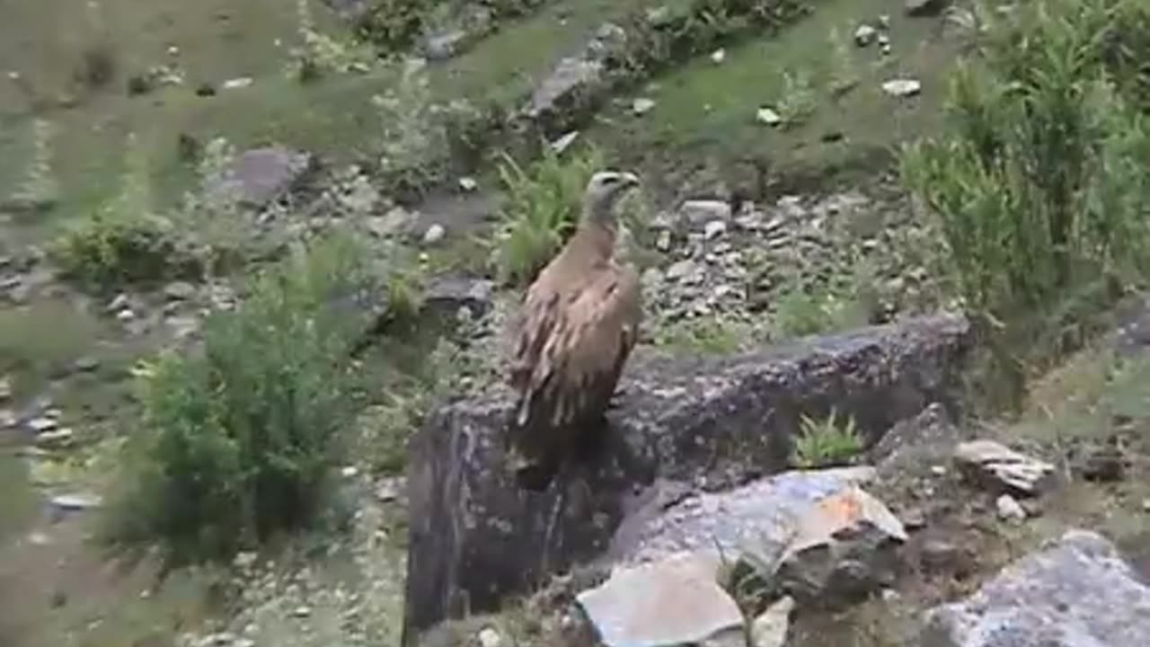 Himalayan Birds