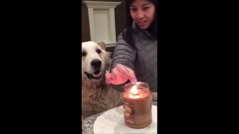 Protective Dog Keeps Owner's Fingers Away from Candle