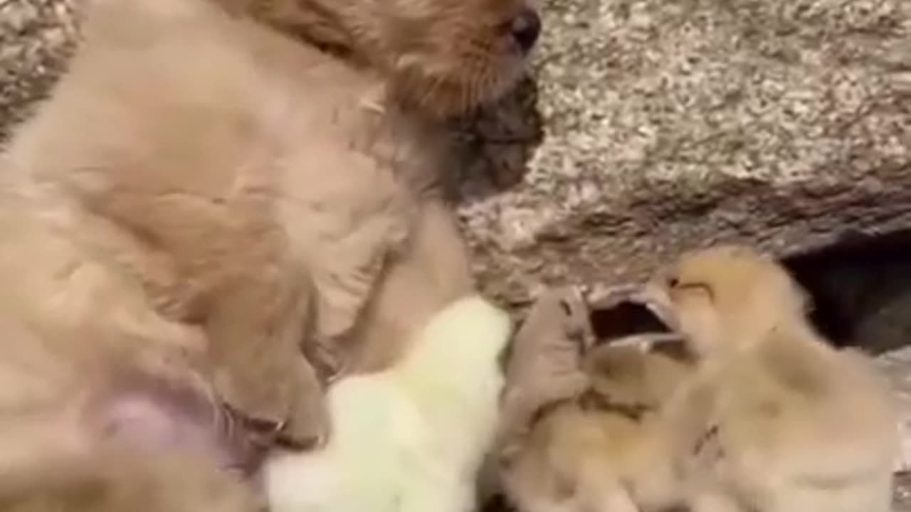 Cute dog and little chickens