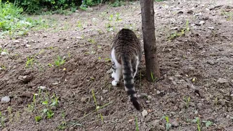 Cute street cat eating food.