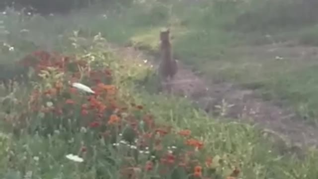 SNEAKING UP ON A BOBCAT