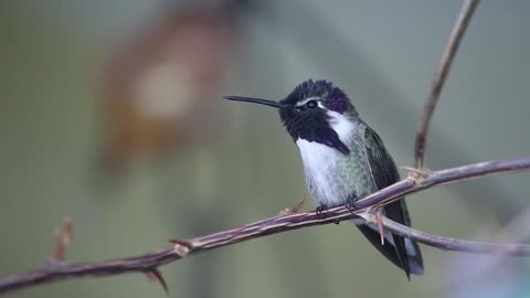 Attractive Colory Bird