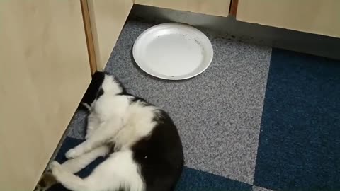 Cat has amazing first experience with CatNip