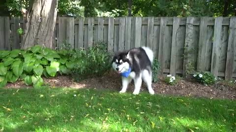 Stole my shoe and bit me! | Crazy Alaskan Malamute