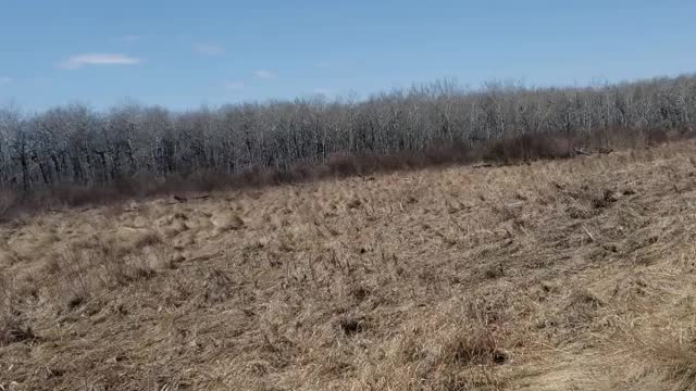 Assiniboine forest