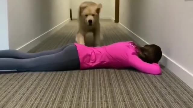 Dog Jumping Test