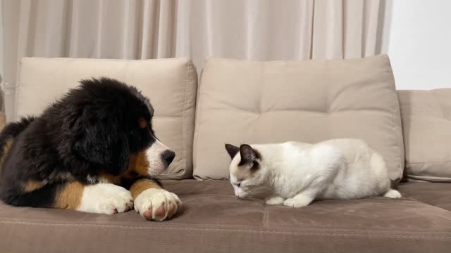 Bernese Mountain Dog Puppy Plays with Kitten