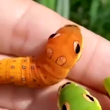 The caterpillar-sailfish imitates a snake with its false spots on its eyes.