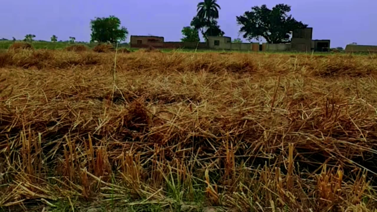 Pakistan punjab beautiful view ||village life in Pakistan punjab