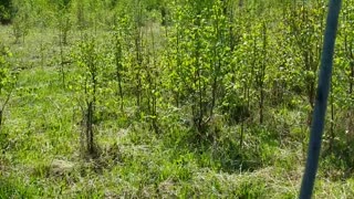 field digging with skid and spade