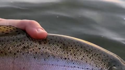 Do any other trout fight as hard as a big rainbow