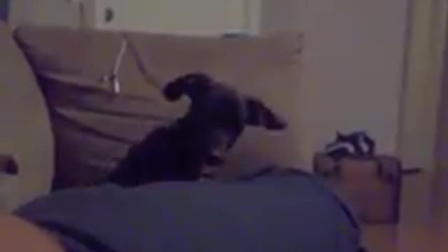 Funny dog tilting its head when she hears her sister's name