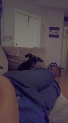Funny dog tilting its head when she hears her sister's name