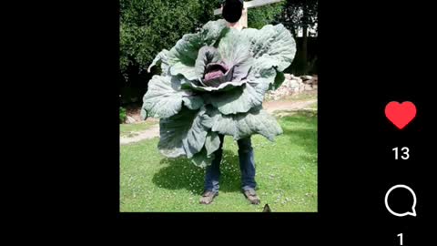 The Electro Grow Culture