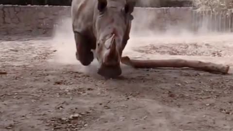 Heading to you at Beijing Zoo # rhinoceros