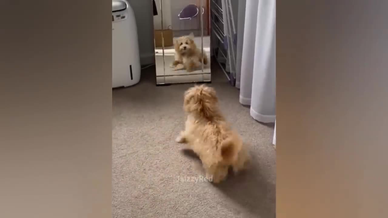 Giggles Galore: Hilarious Moments Compilation 😂 | Weekly Laughs #58