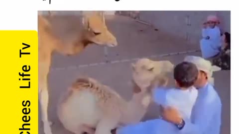 Funny Camel 🐪🐫🐪