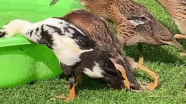 This duck is so lazy that it has to work hard to drink water