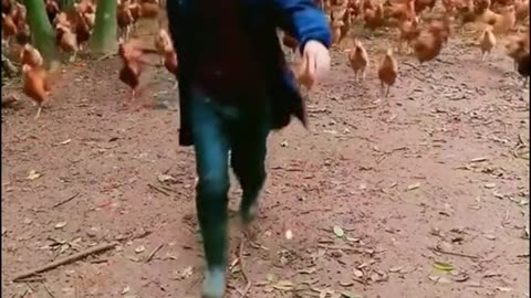 chicken army