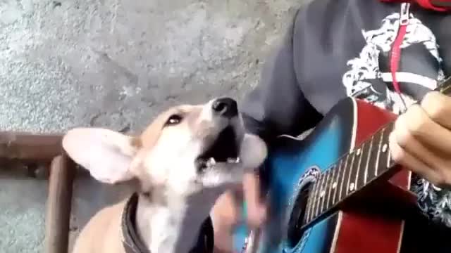 MY PUPPY CAN SING.