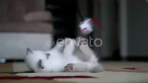Kitten Playing With Toy. Small cat playing please like 👍 and follow 🙏🙏