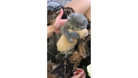 Pets Love