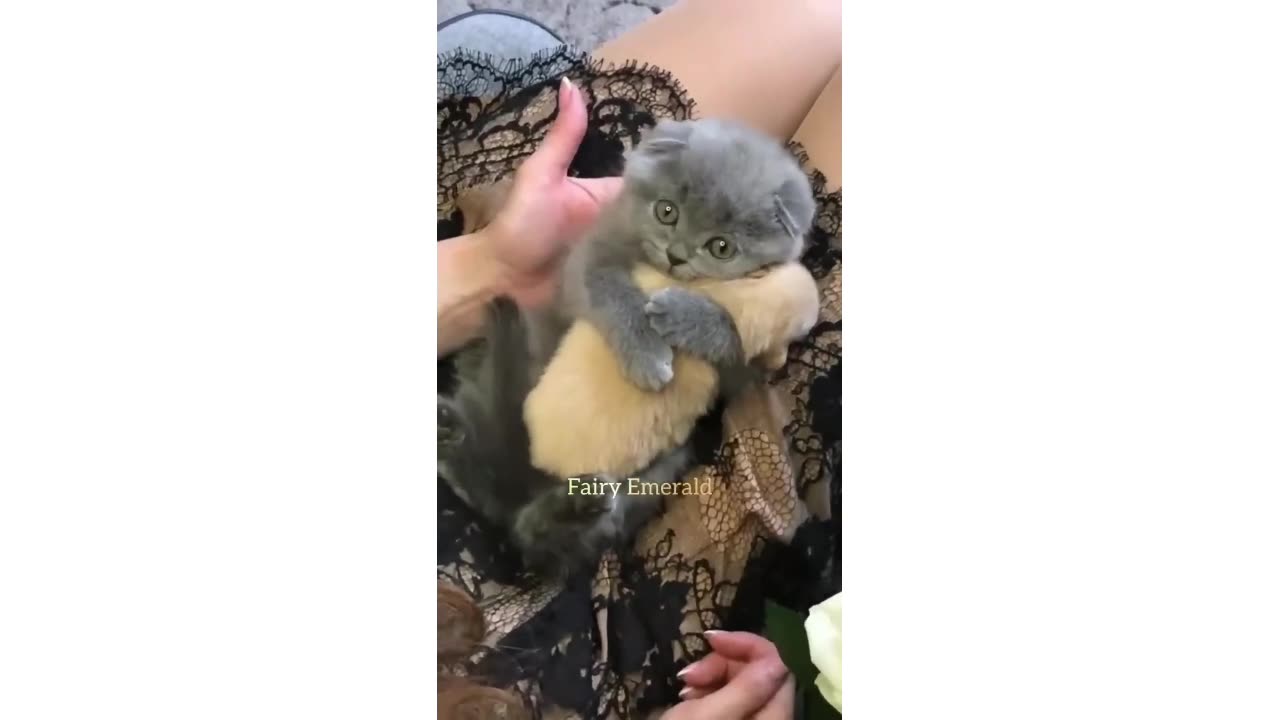 Pets Love