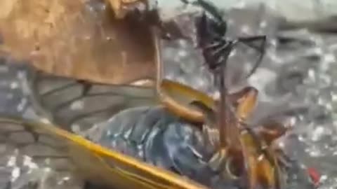 Spider#Shorts