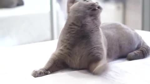 cute british shoorthair male