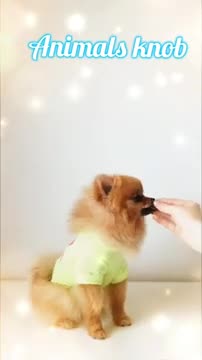 Funny Animals Videos