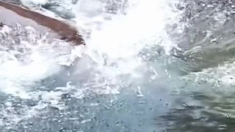 A hippopotamus