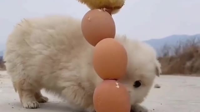 Cute pets Funny video 2022