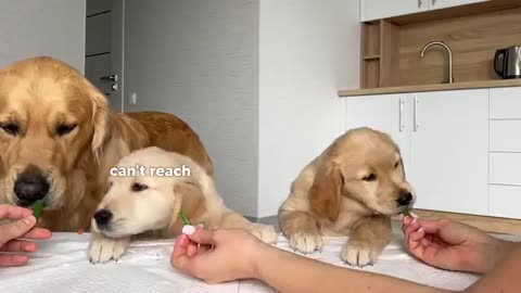 Dog Dad Reviews Food with His Puppies