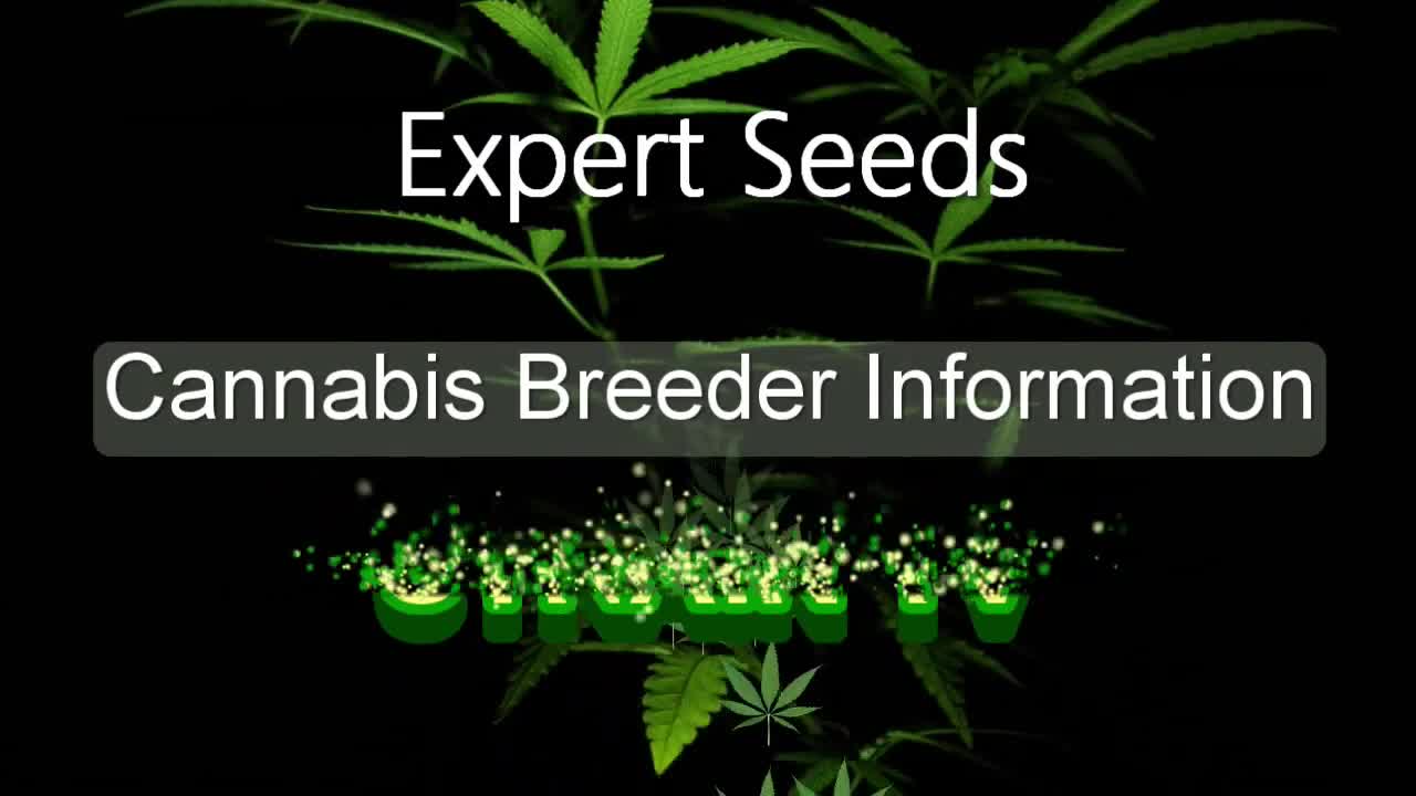 Expert Seeds - Cannabis Strain Series - STRAIN TV