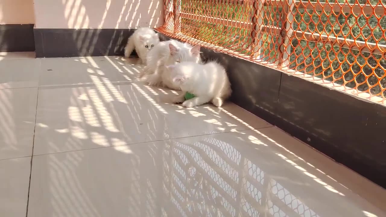 Playful Persian Kittens