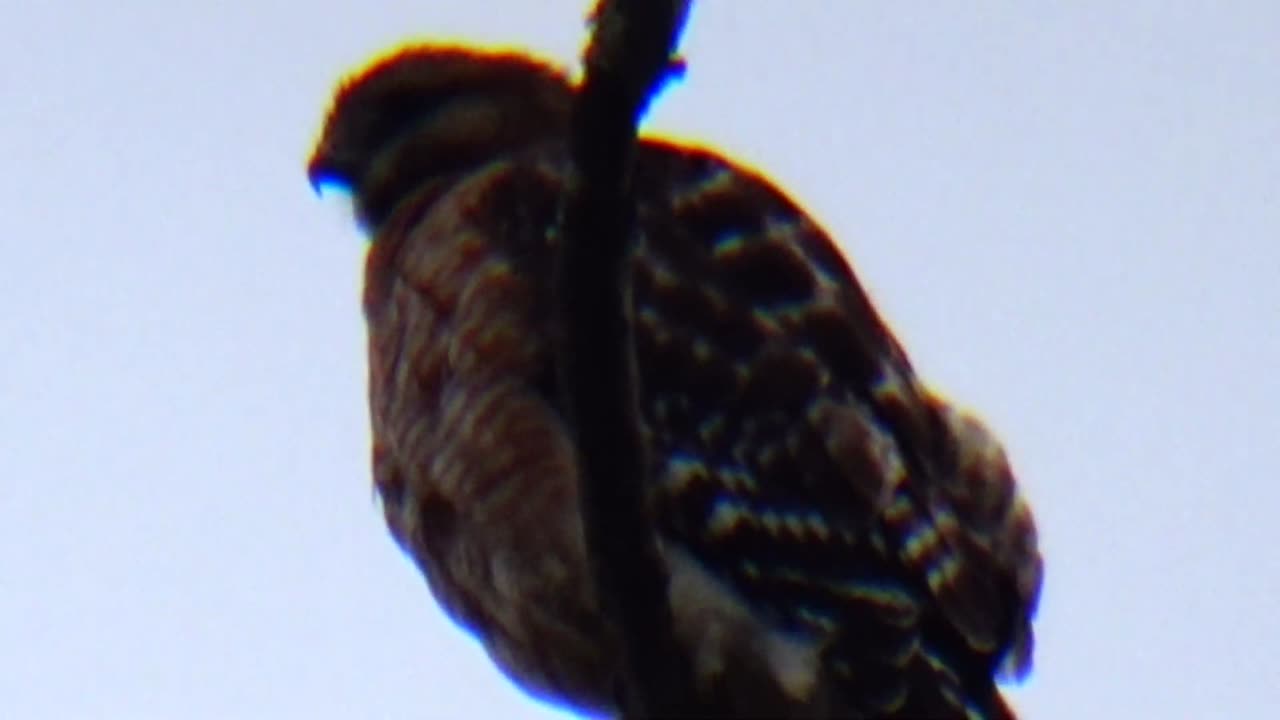 Red-tailed hawk