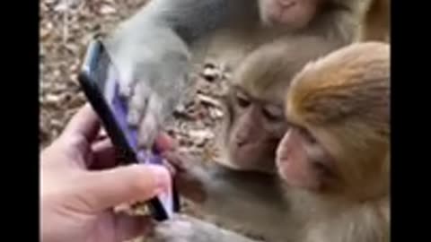 Funny monkey 🐒 video 😂😂😂😂