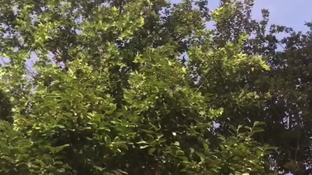 dense trees and blue sky