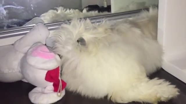 Puppy Runs Into Wall